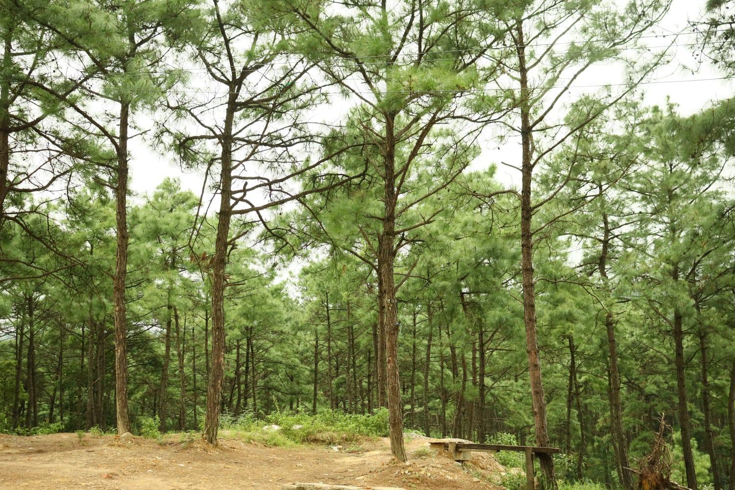 Pine Tree Lodge シロン エクステリア 写真